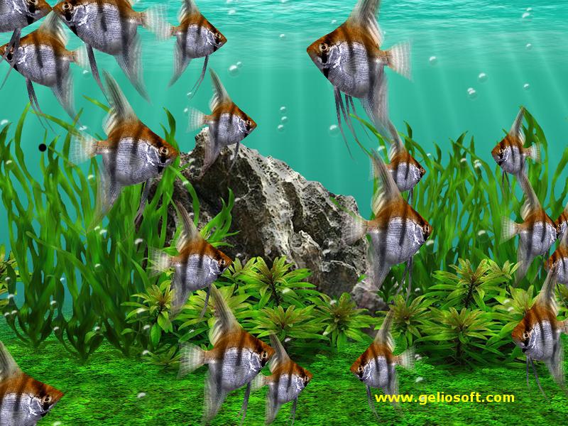 Fish Tank Wallpaper. Download Desktop Wallpaper