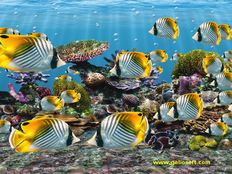 Tropical fish school wallpaper  Wallpaper Wide HD