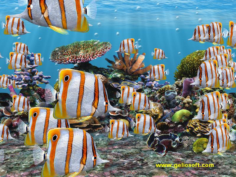 marine aquarium wallpaper. Click Here to Download Copperbanded Butterfly Fish Wallpaper (800X600 size)