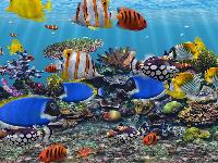 3D Fish Tank Aquarium Screensaver
