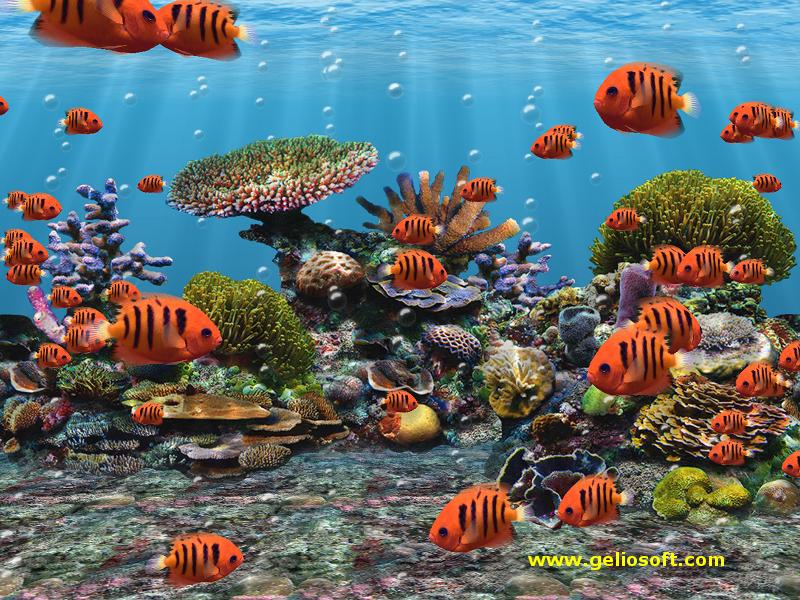 3D Fish School Aquarium Screensaver