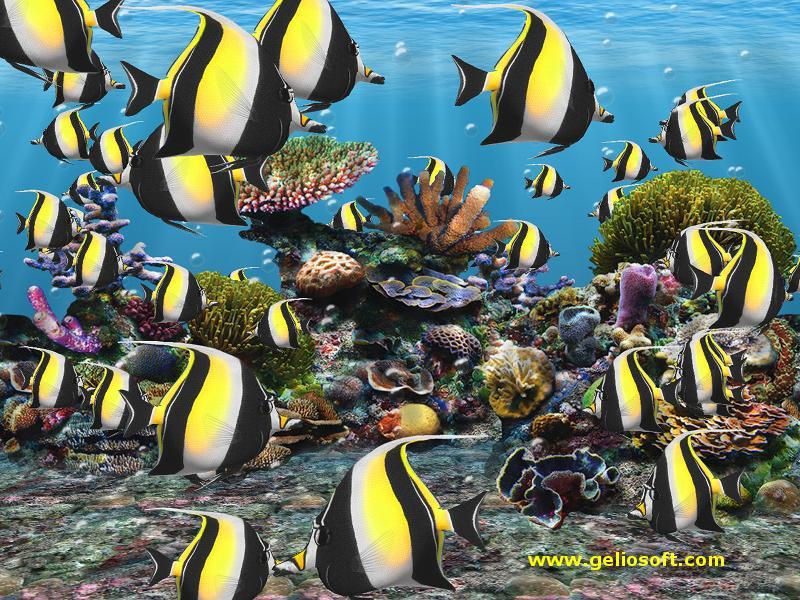 Click Here to Download Moorish Idol Fish Wallpaper (800X600 size)