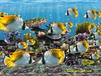 Auriga Butterflyfish wallpaper
