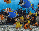3D Fish School Screensaver Download