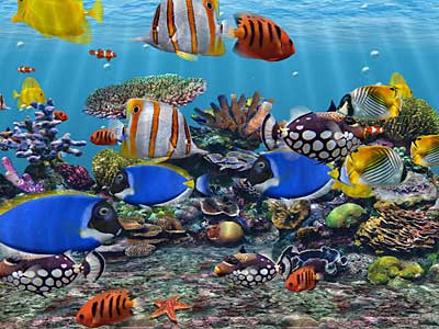 Watch as fish schools swim within saltwater and freshwater 3D Aquariums.