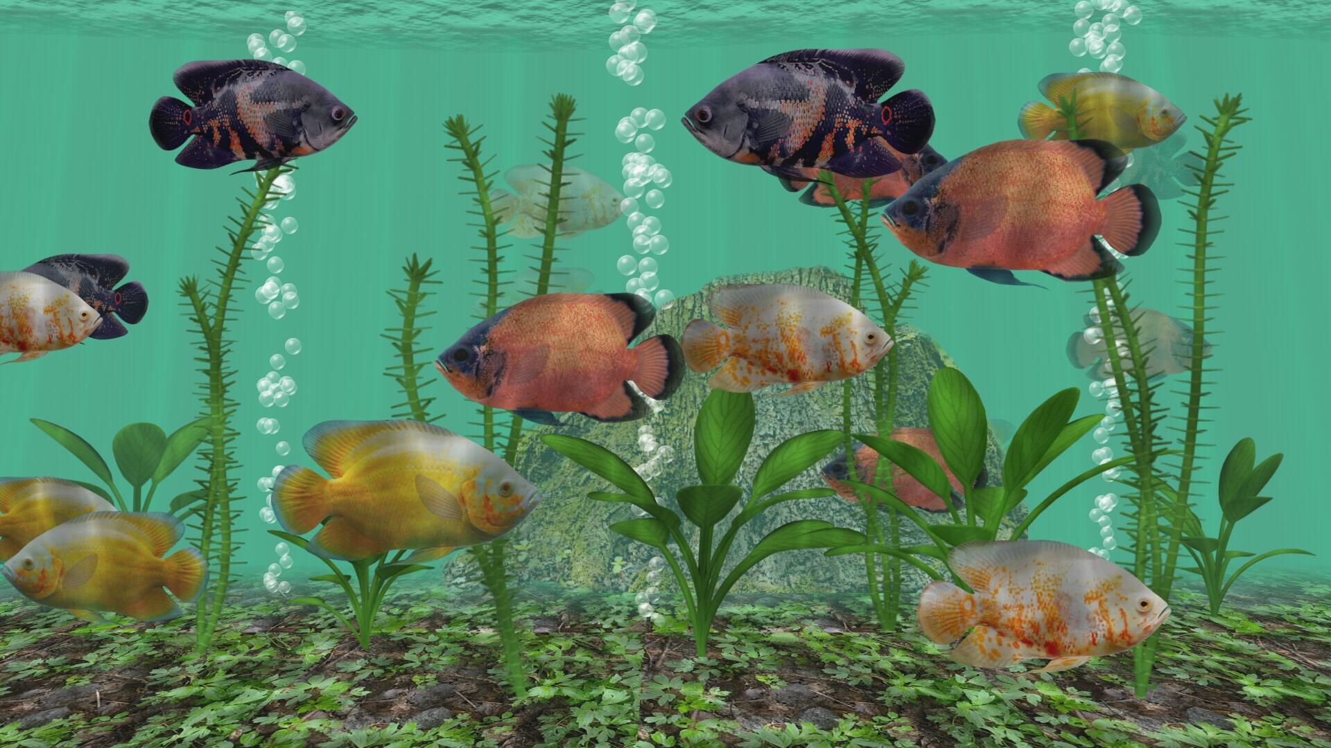 3D Oscar Fish Tank Aquarium