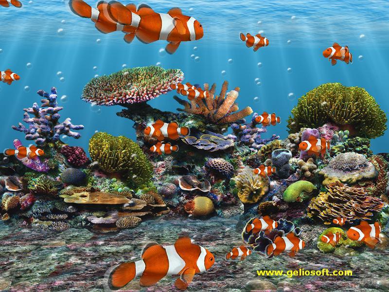 underwater clown fish wallpaper