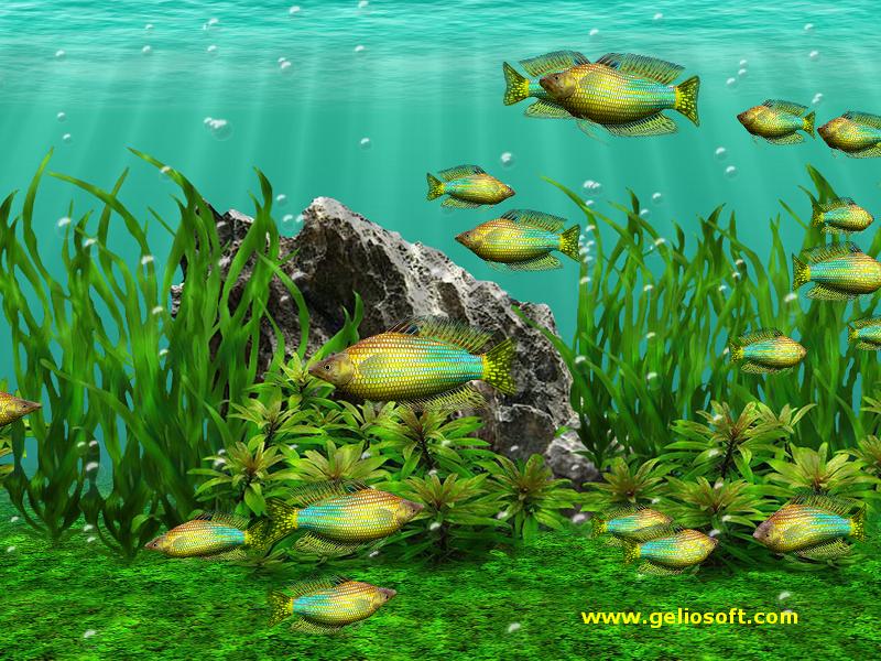 Moving Melanotaenia Duboulayi Fish Screensaver Windows 10 Free Download