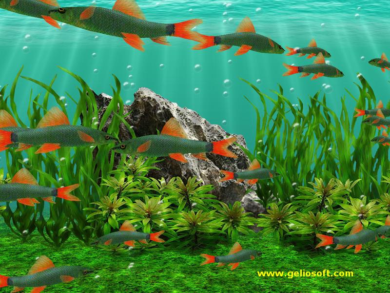 free 3d aquarium screensaver for windows 10