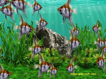Pictures of Angelfish