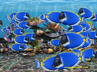 animated blue tang 3d fish