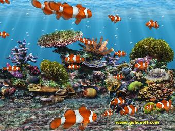 Clown Fish Background