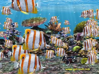 animated copperbanded butterfly 3d fish