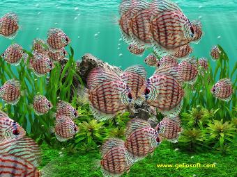 Wallpaper of a school of Discus fish moving in unison. Pictures of Discus fish