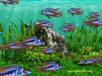 screensaver mylochromis lateristriga mchuse