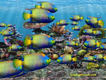 animated queen angelfish 3d fish