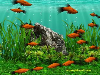 screensaver red platy