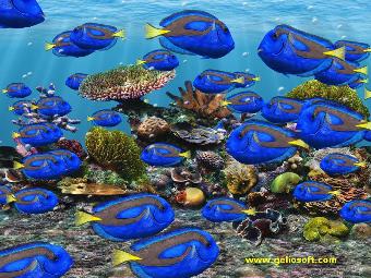 animated regal tang 3d fish