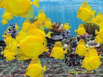 animated yellow tang 3d fish