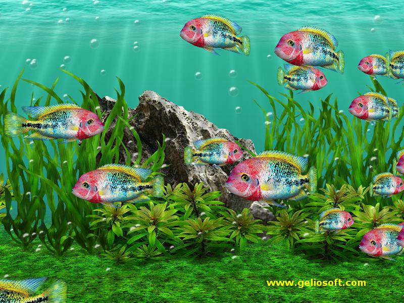 aquarium fish live wallpaper for desktop