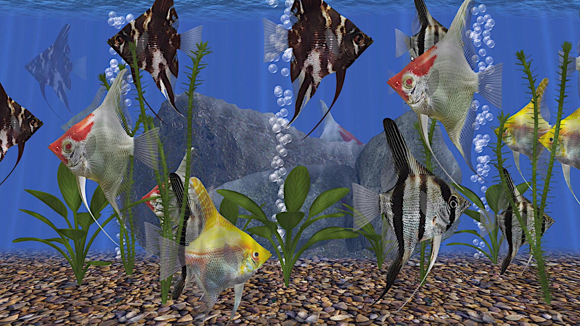 angel fish aquarium android tv app