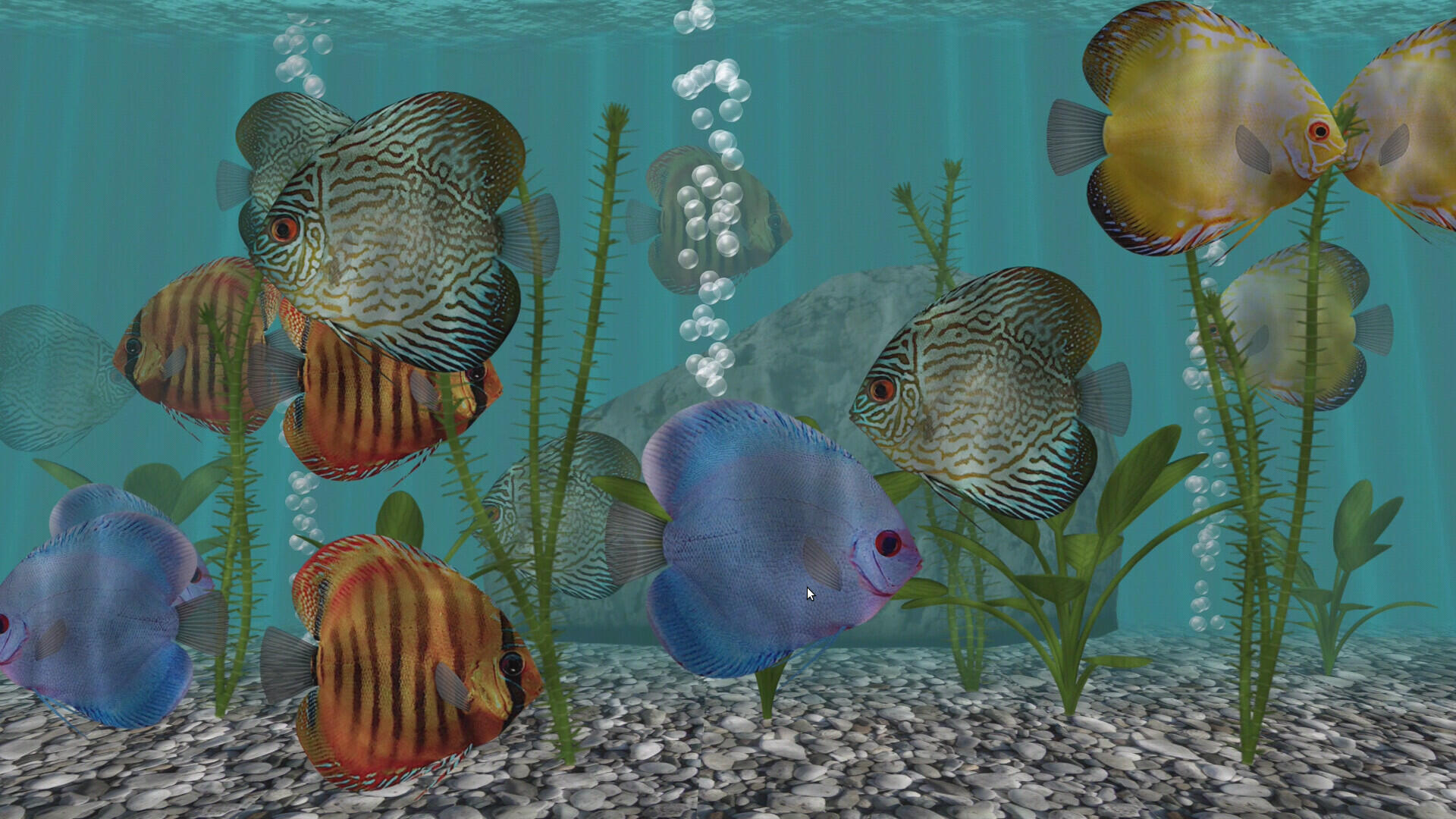 discus fish aquarium android tv app
