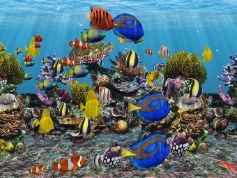 saltwater 3D aquarium dvd screensaver